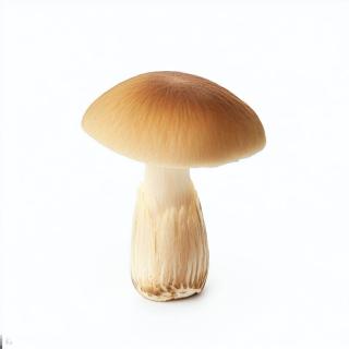 Autumn Honey Mushrooms 500g