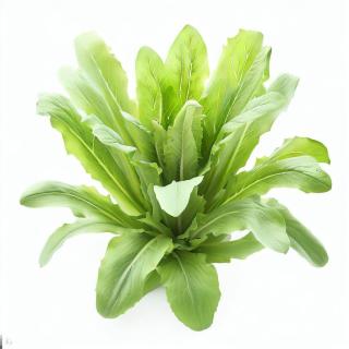 Garden Chicory Bunch