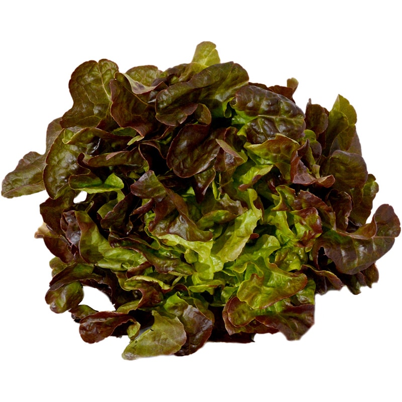 Salata Căpățână